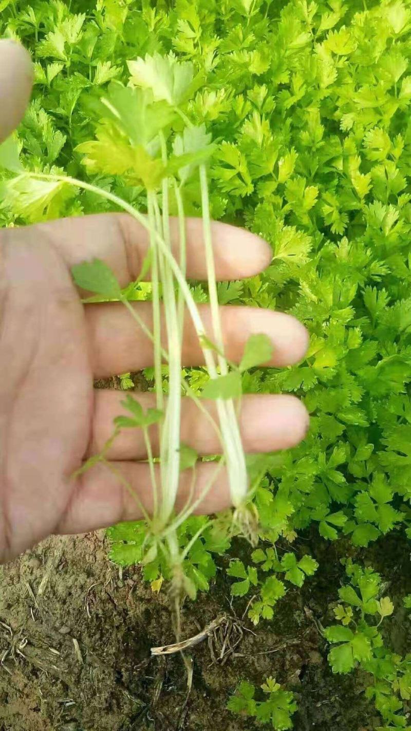 香芹芹菜苗大量上市，一手货源，根好苗粗壮，大量有货