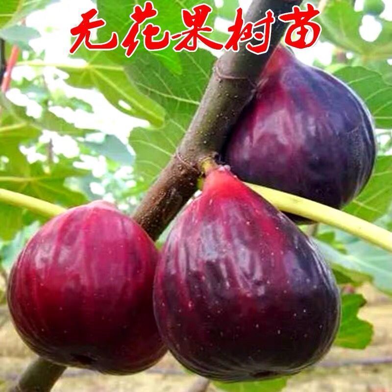 热卖无花果树苗品种规格齐全保证品种成活率死苗补发基地直发