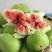 热卖无花果树苗品种规格齐全保证品种成活率死苗补发基地直发