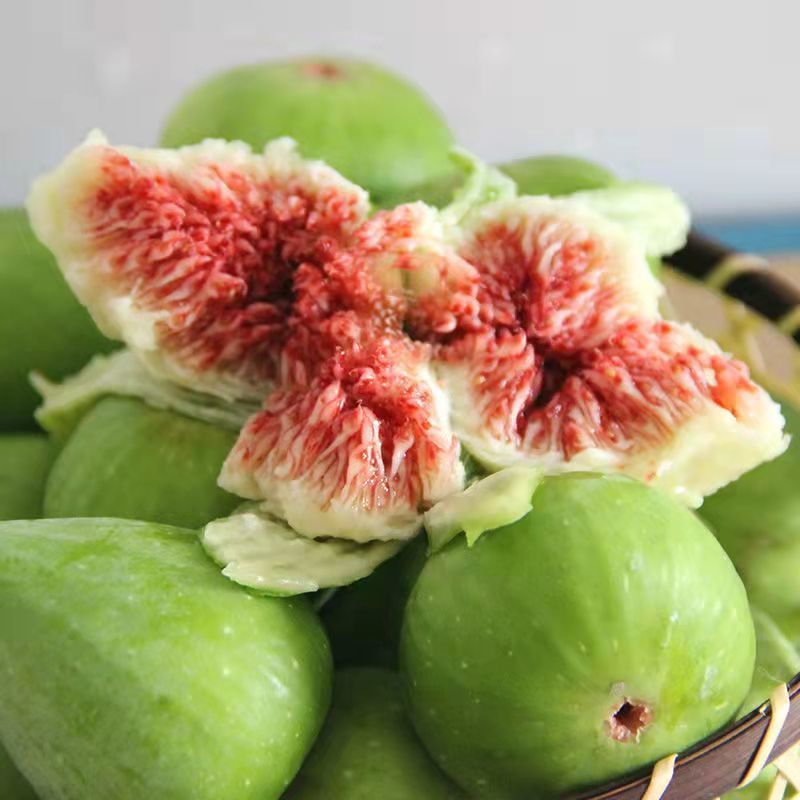 热卖无花果树苗品种规格齐全保证品种成活率死苗补发基地直发