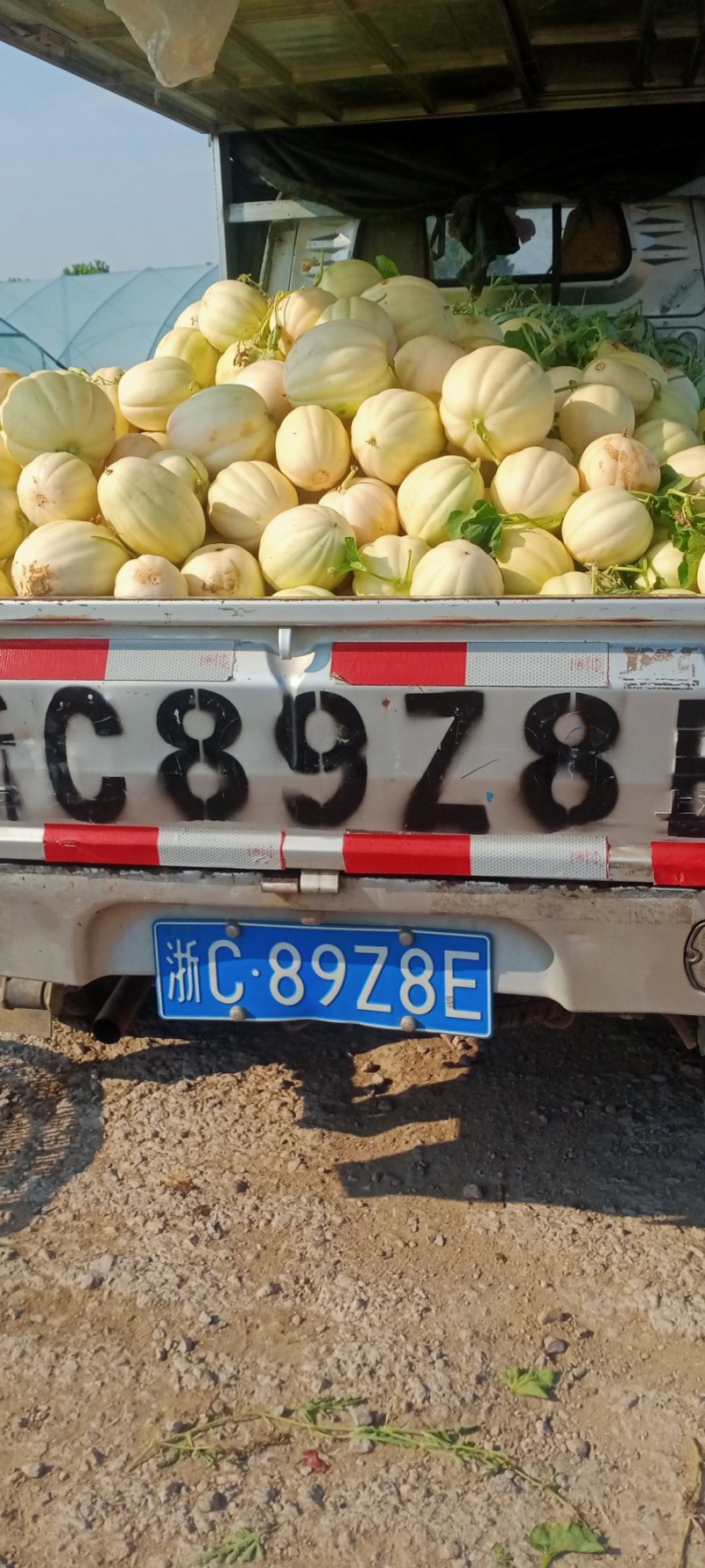 东方蜜和西瓜。有需要客户1395852890联系我7