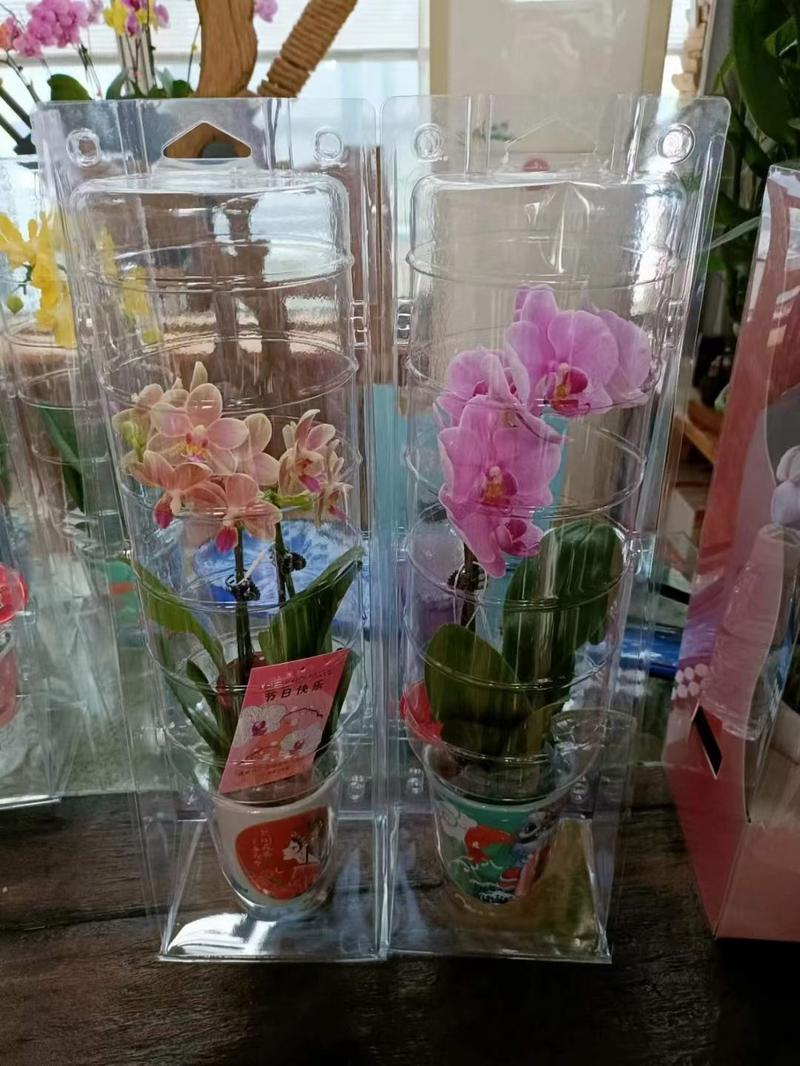 蝴蝶兰带花带花苞发货室内室外居家常备园艺盆栽净化新鲜空气
