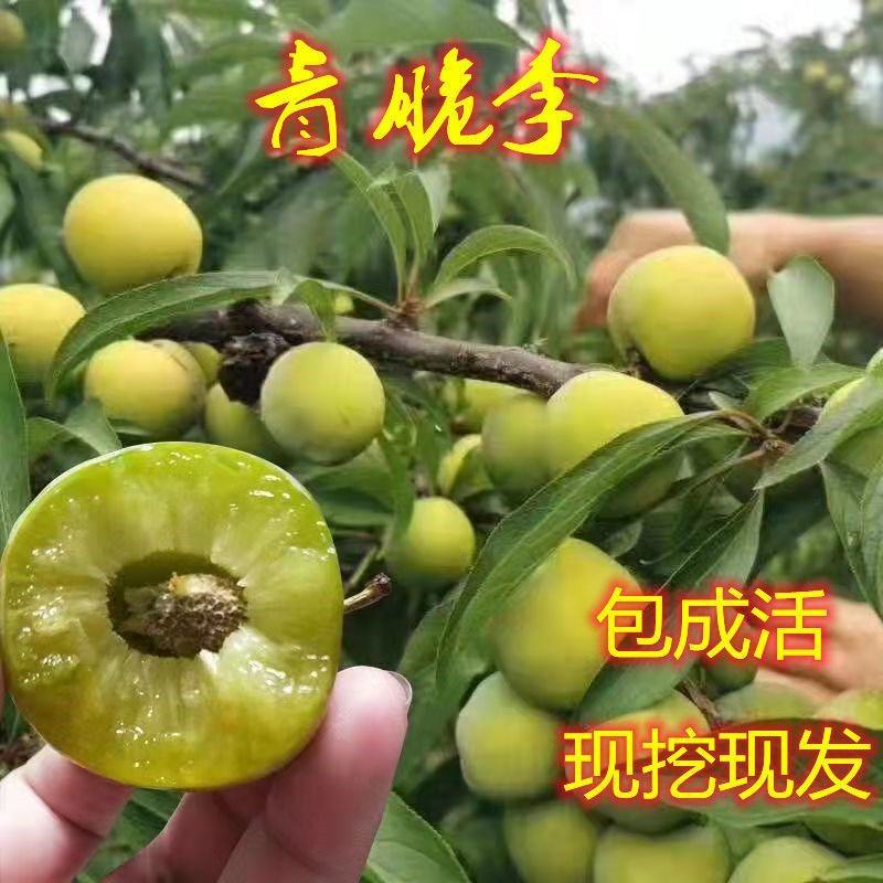高产巴山脆青脆李树苗现挖现发可签合同包品种包结果死苗补发