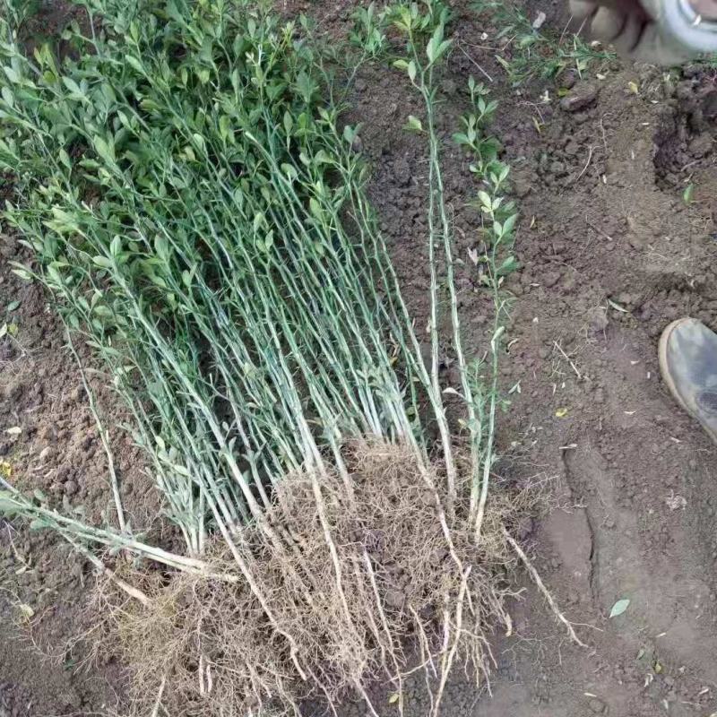 枸橘苗，又名枳壳苗，枸橘苗基地，质量好，