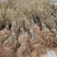 四川红心果猕猴桃苗基地现挖现发免费技术指导高产易种植成活