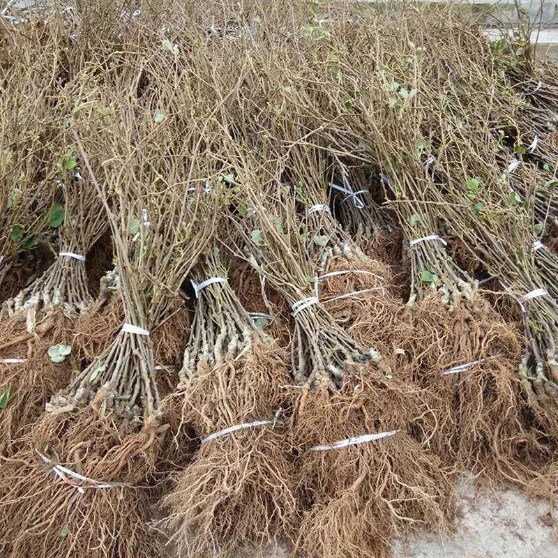 四川红心果猕猴桃苗基地现挖现发免费技术指导高产易种植成活