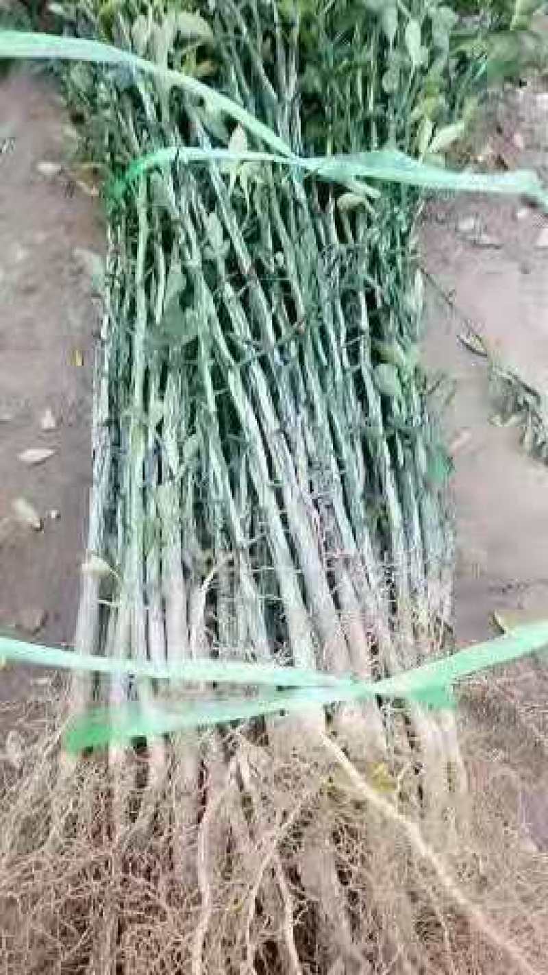枸橘苗，又名枳壳苗，枸橘苗基地，质量好，