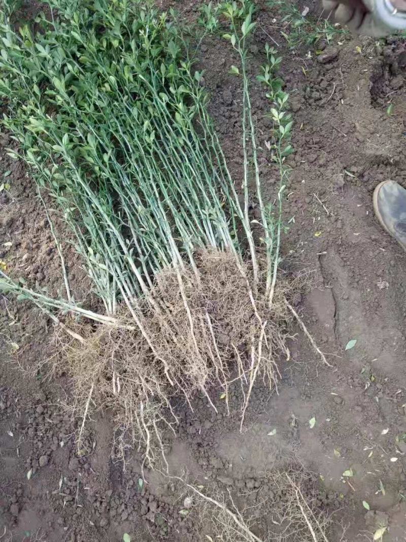 枸橘苗，又名枳壳苗，枸橘苗基地，质量好，