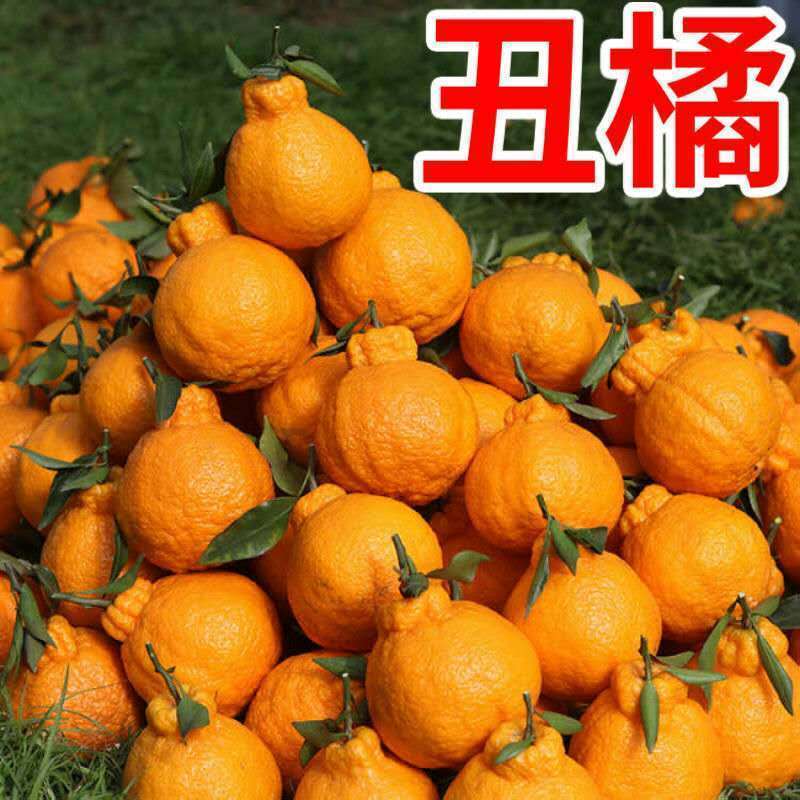 不知火柑桔苗丑橘苗品种保证成活率高基地现挖现发一手货源