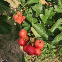 七月红山楂成熟上市。