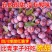 脆红李子苗嫁接苗规格齐全当年挂果南北方种植技术指导易成活