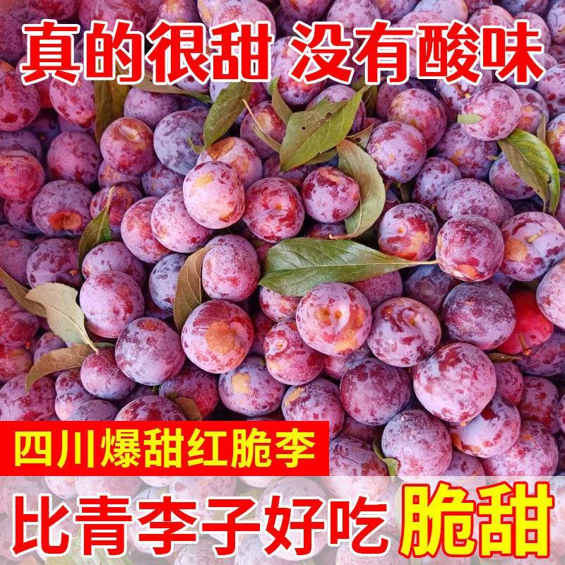 脆红李子苗嫁接苗规格齐全当年挂果南北方种植技术指导易成活