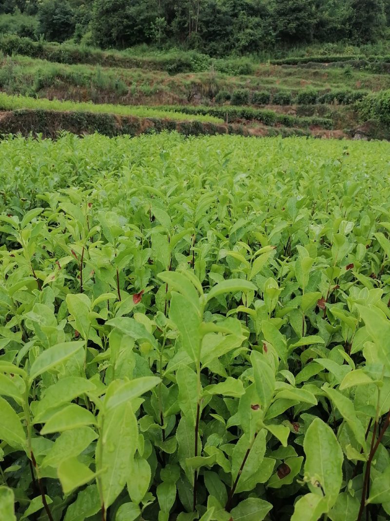 优惠供应当年生，中茶108茶苗，品种纯正，根丝好，成活高