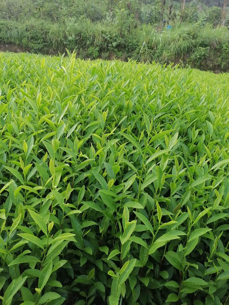 优惠供应当年生，中茶108茶苗，品种纯正，根丝好，成活高