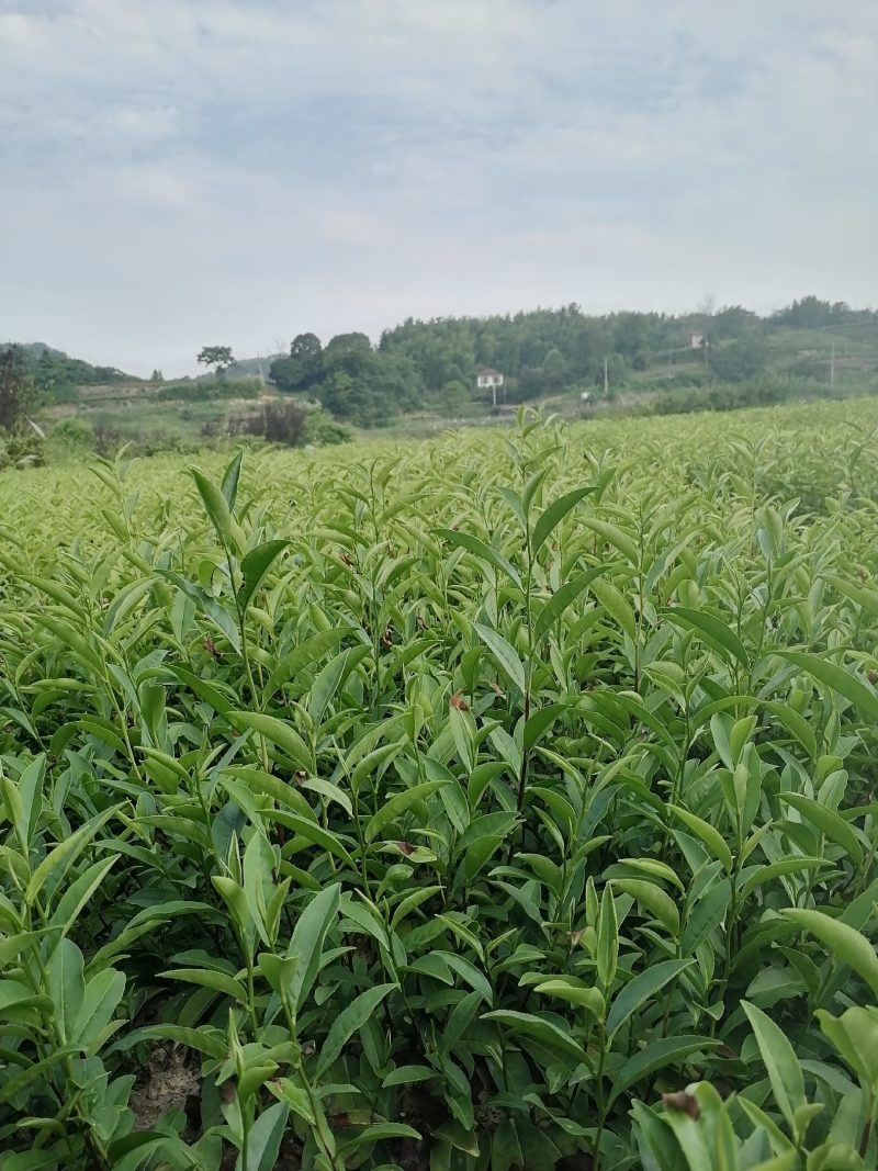 113.他是炒毛尖茶的好材料，色泽翠绿，抗病性强栽种易活