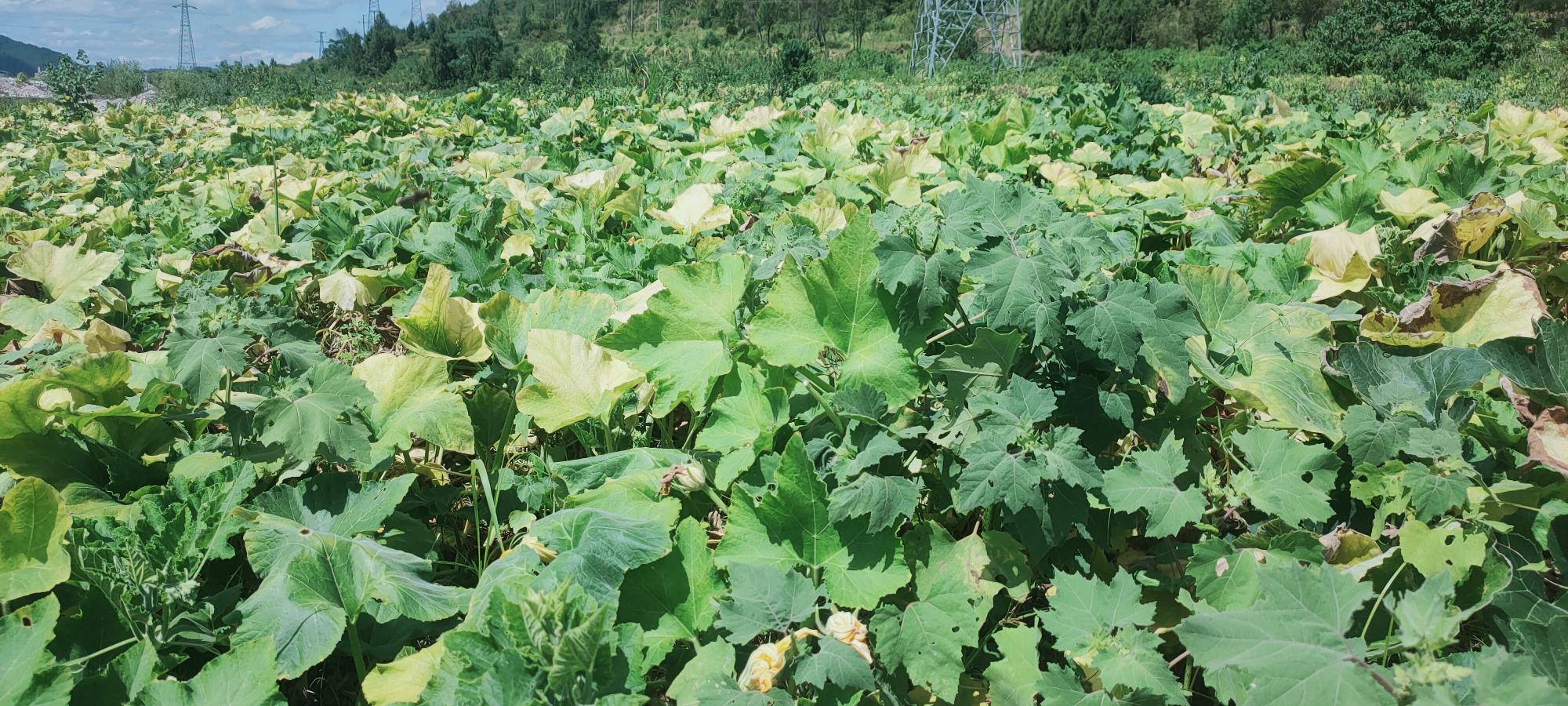 农田中的南瓜植株
