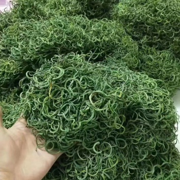 化石草
