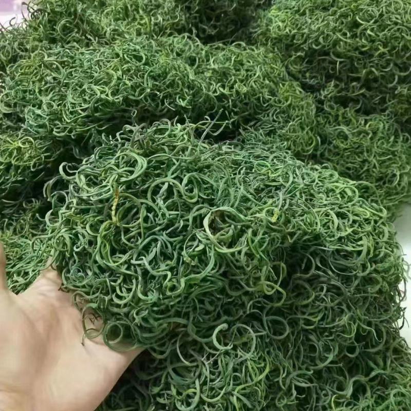 化石草
