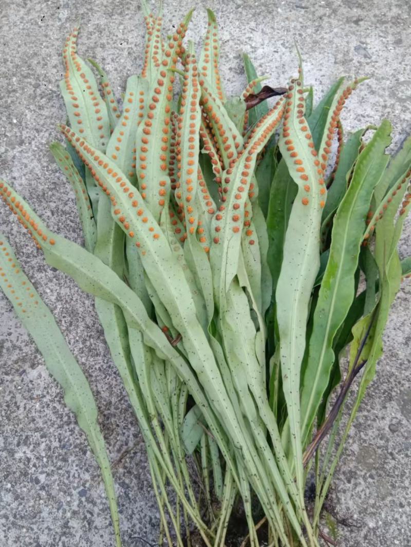 化石草