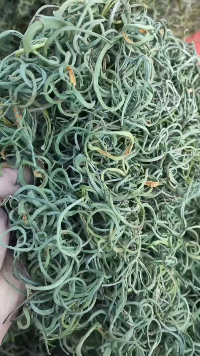 化石草