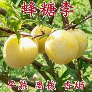 四川蜂糖李子苗原产地发货早熟离核易成活可签订合同免费指导