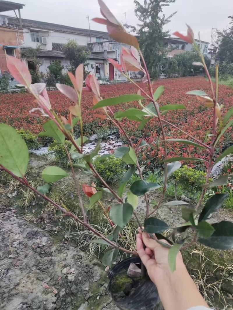 红叶石楠16杯绿篱