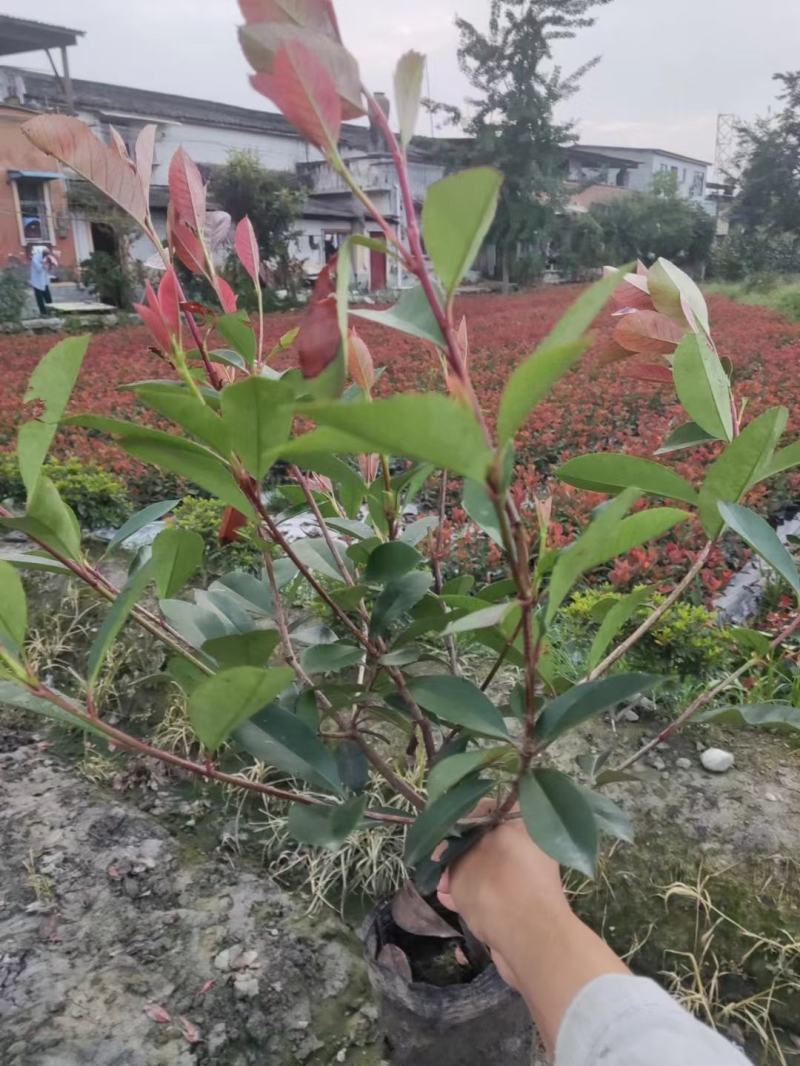 红叶石楠16杯绿篱