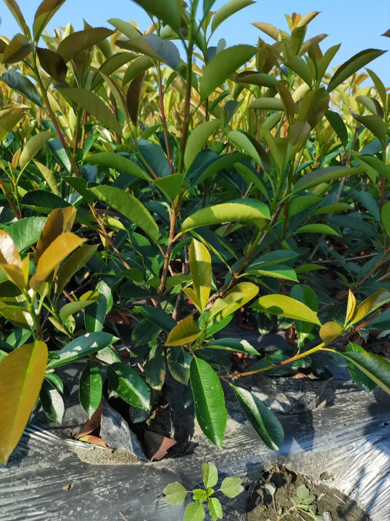红叶石楠16杯绿篱