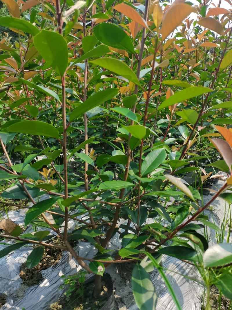红叶石楠16杯绿篱