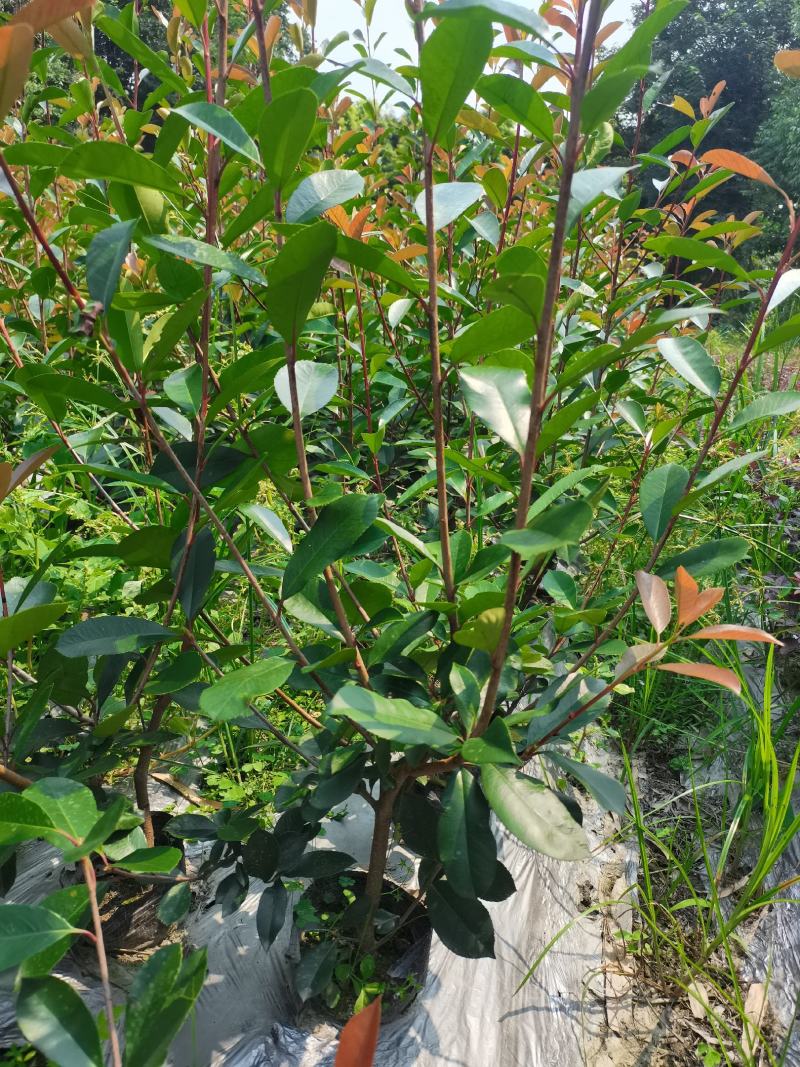 红叶石楠16杯绿篱