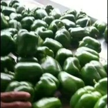 定边县圆椒