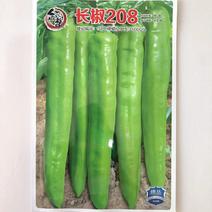 基地专用春季秋季露天长椒208特长羊角椒种子早熟黄绿皮辣