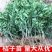 四川春见耙耙柑柑橘苗无中间商苗木基地现挖现发品种保障包活