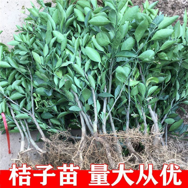 四川春见耙耙柑柑橘苗无中间商苗木基地现挖现发品种保障包活