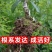樱桃苗车厘子苗红灯当年挂果大苗规格齐全品种保障不活包赔