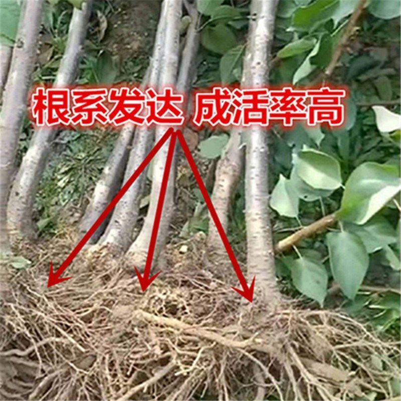 樱桃苗车厘子苗红灯当年挂果大苗规格齐全品种保障不活包赔