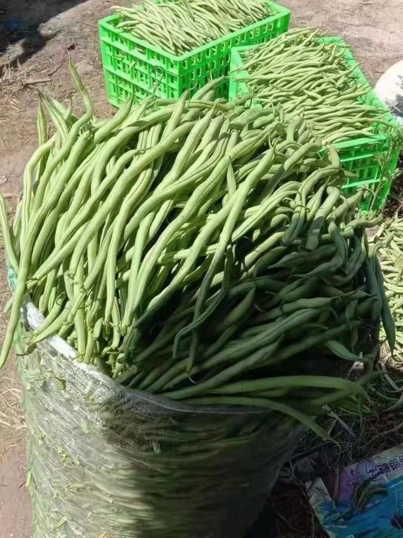 西湖芦