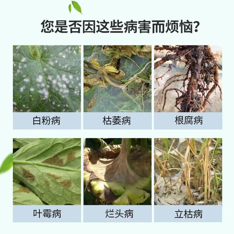 微生物菌剂金银花专用提高干花药效增产降低病害效期久