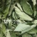 野生排钱草一串金钱草龙鳞草双叠钱腹水草跌打纯叶干500g