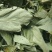 野生排钱草一串金钱草龙鳞草双叠钱腹水草跌打纯叶干500g