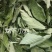 野生排钱草一串金钱草龙鳞草双叠钱腹水草跌打纯叶干500g