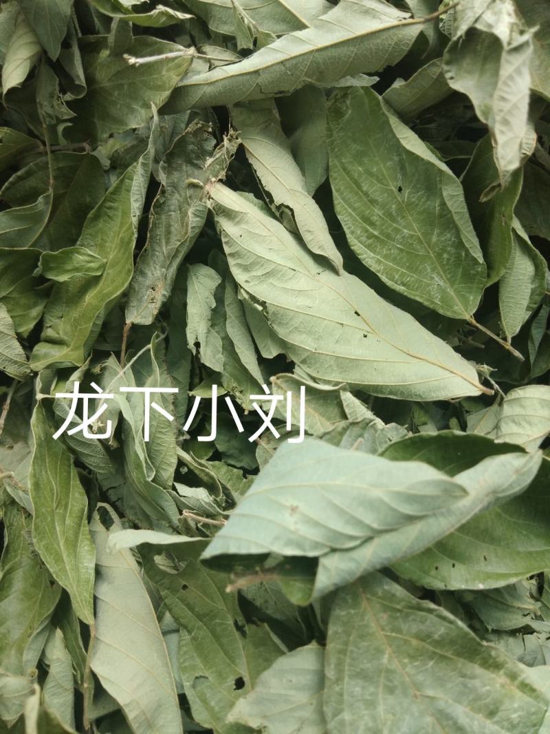 野生排钱草一串金钱草龙鳞草双叠钱腹水草跌打纯叶干500g