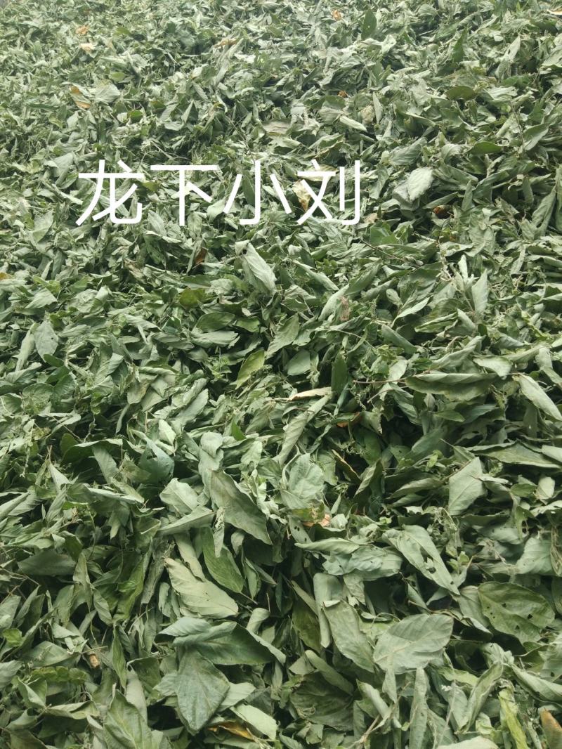 野生排钱草一串金钱草龙鳞草双叠钱腹水草跌打纯叶干500g