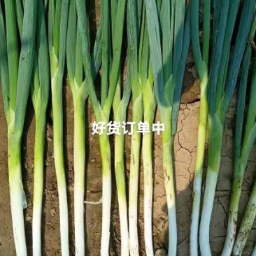长白大葱，现在货源充足，现在正在大量出货，欢迎老板下单
