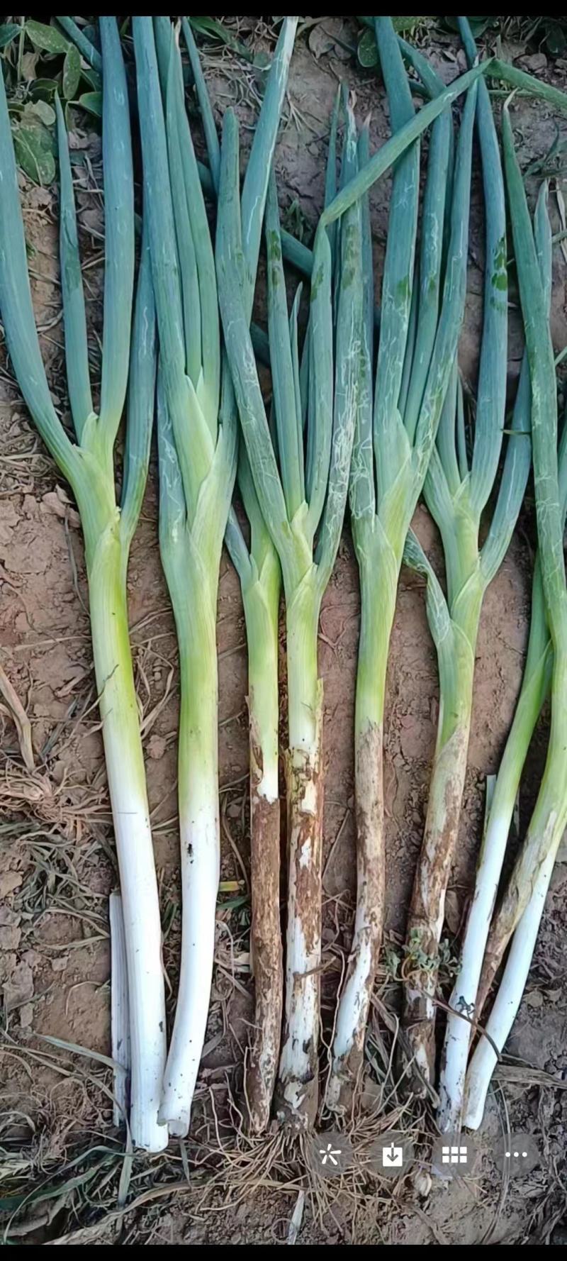 长白大葱，现在货源充足，现在正在大量出货，欢迎老板下单