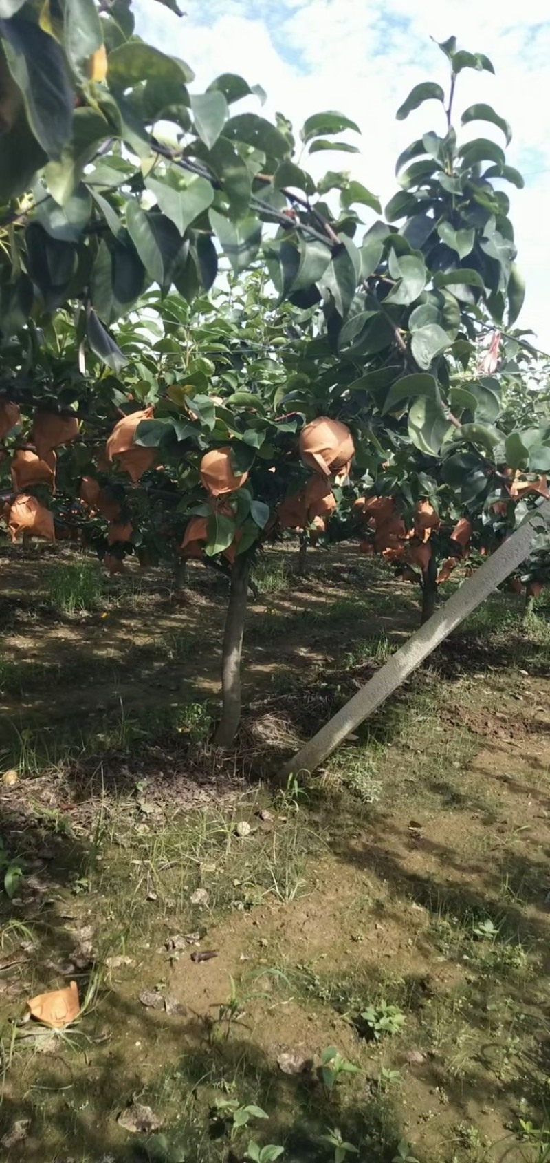 胶东半岛秋月梨大量上市中