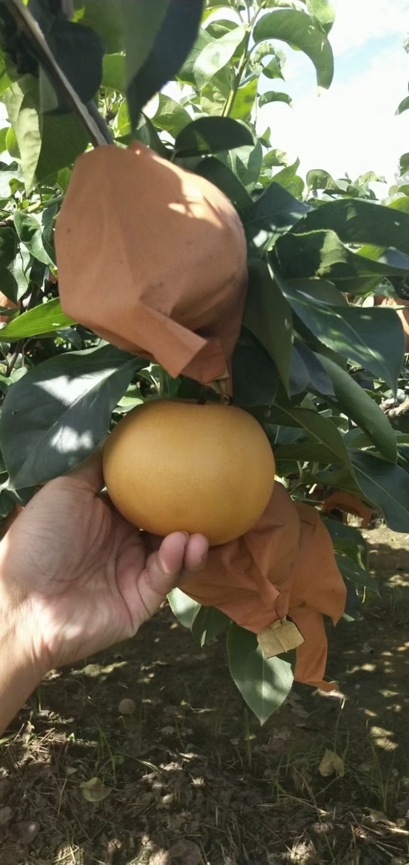 胶东半岛秋月梨大量上市中