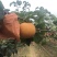 胶东半岛秋月梨大量上市中