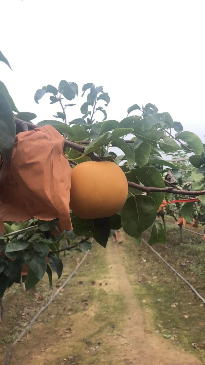 胶东半岛秋月梨大量上市中