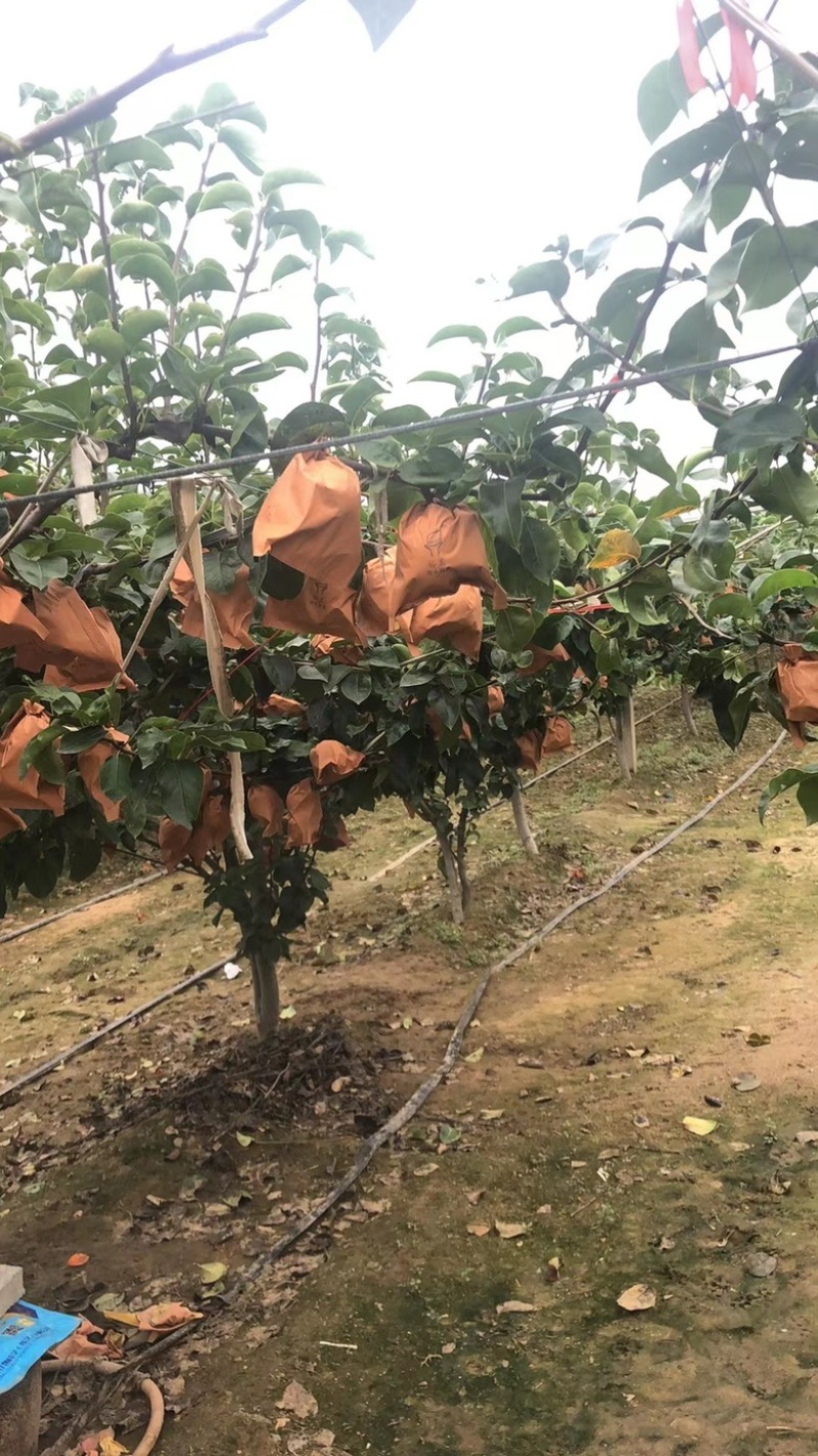 胶东半岛秋月梨大量上市中